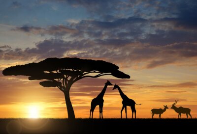 Girafes avec Kudu au coucher du soleil