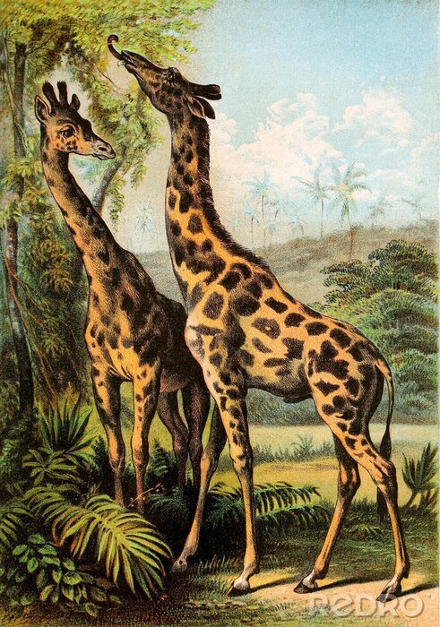 Tableau  Girafes et nature vintage