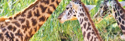 Tableau  Girafes mangeant des feuilles