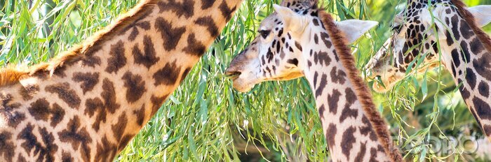 Tableau  Girafes mangeant des feuilles