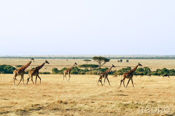 Tableau  Girafes sauvages en Afrique