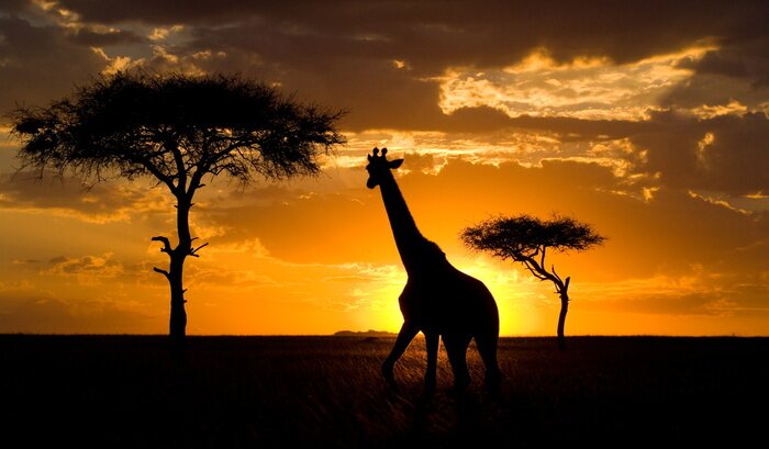 Tableau  Giraffe at sunset in the savannah. Kenya.