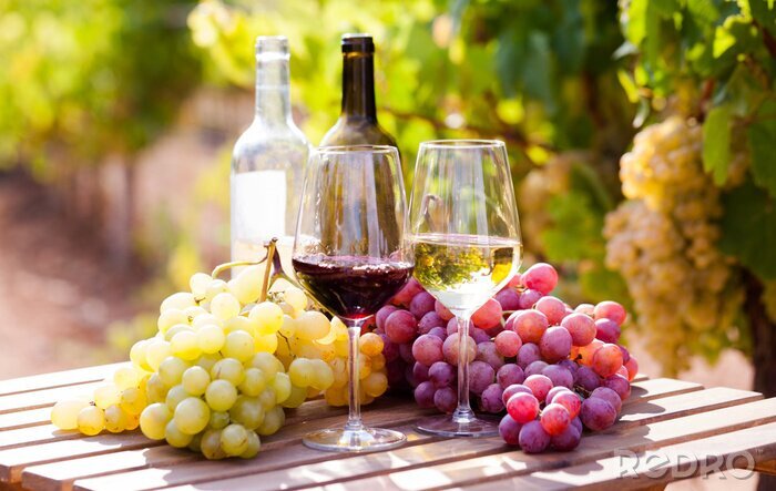 Tableau  glasses of red and white wine and ripe grapes on table in vineyard