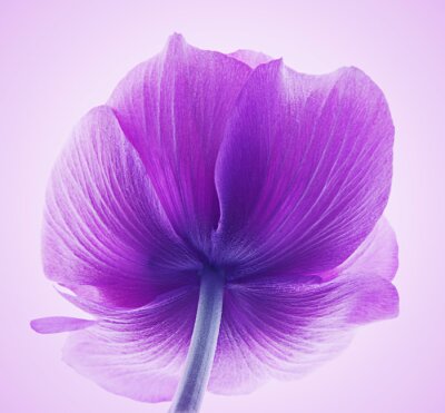 Tableau  Gobelet fleur violette