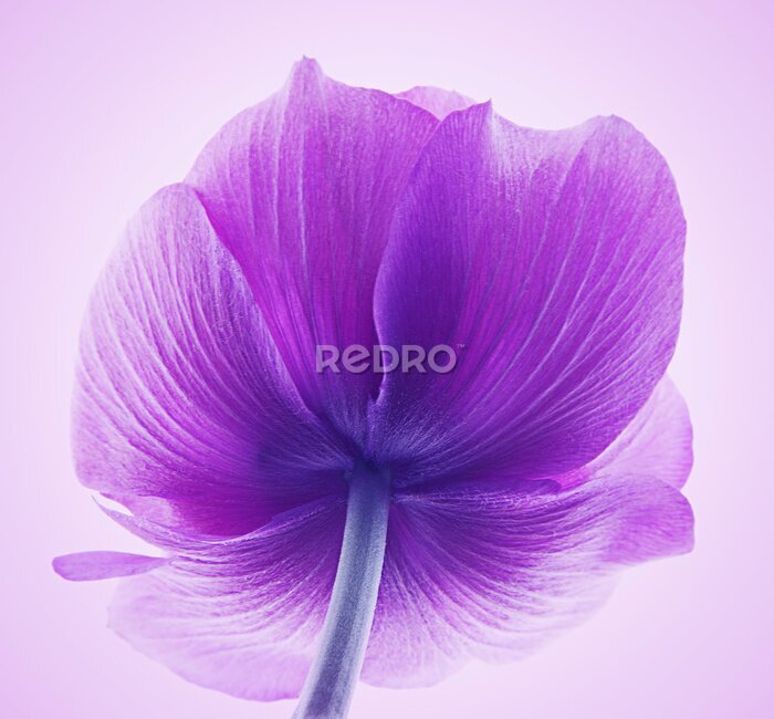 Tableau  Gobelet fleur violette