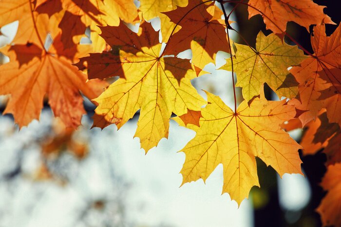 Tableau  Goldener Herbst