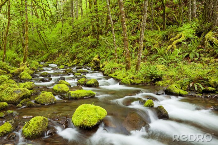 Tableau  Gorton, ruisseau, par, luxuriant, rainforest, Columbia, rivière, gorge ...
