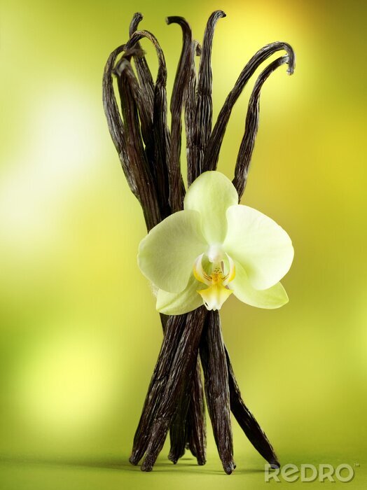 Tableau  Gousses de vanille avec fleur