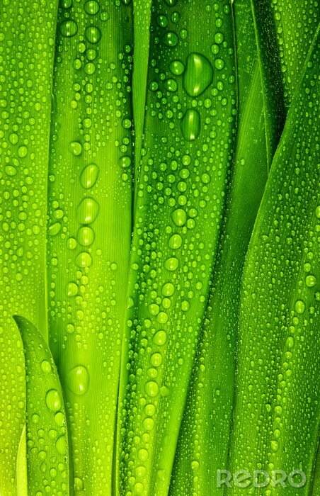 Tableau  Gouttes de rosée sur de l'herbe verte