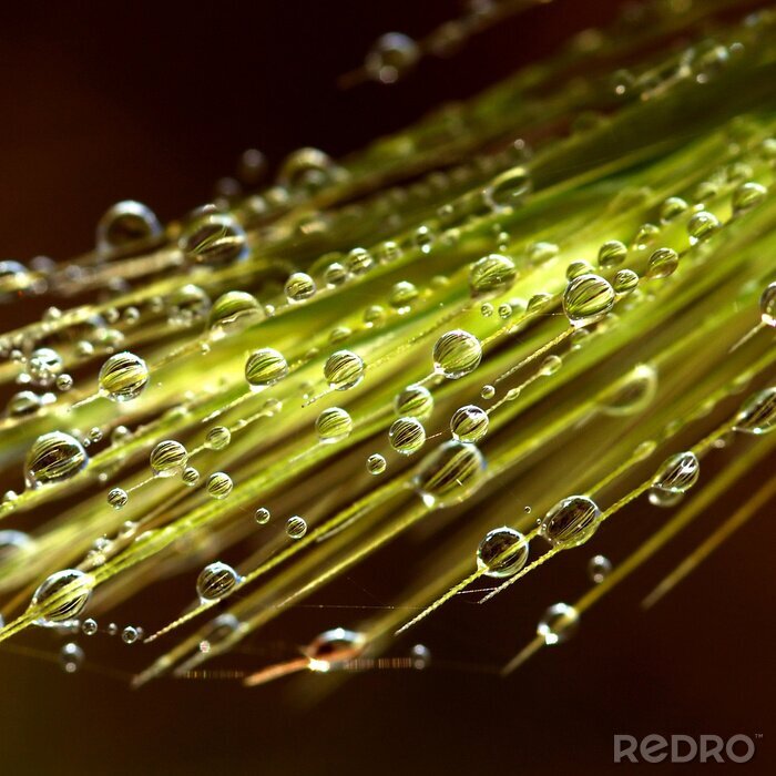 Tableau  Gouttes de rosée sur un motif naturel