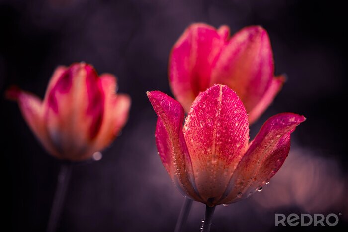 Tableau  Gouttes de rosée sur une tulipe