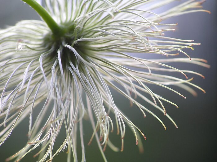 Tableau  graines de clématites