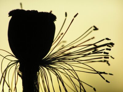Tableau  graines de pavot au coucher du soleil