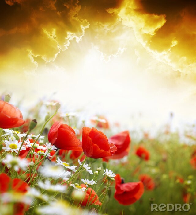 Tableau  Graines de pavot sur un fond éclairé