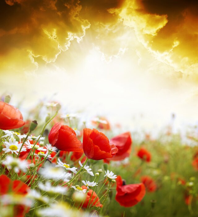 Tableau  Graines de pavot sur un fond éclairé