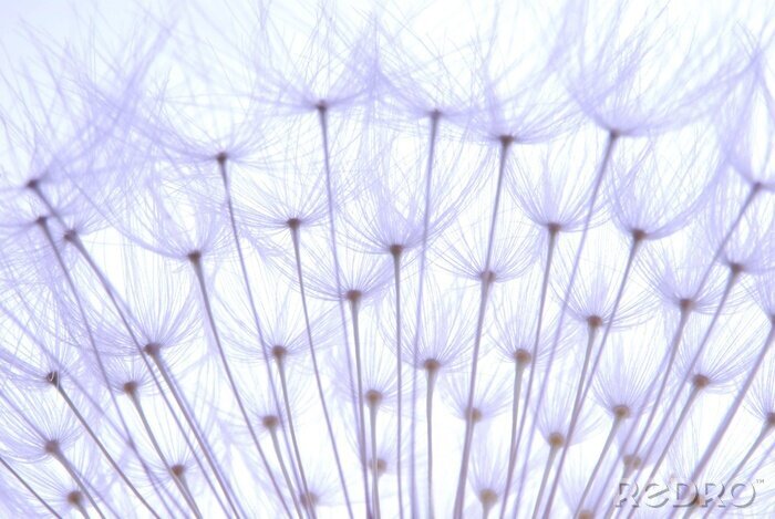 Tableau  Graines de pissenlit aux tonalités bleues