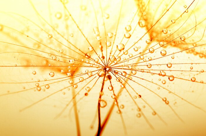 Tableau  Graines de pissenlit en sépia