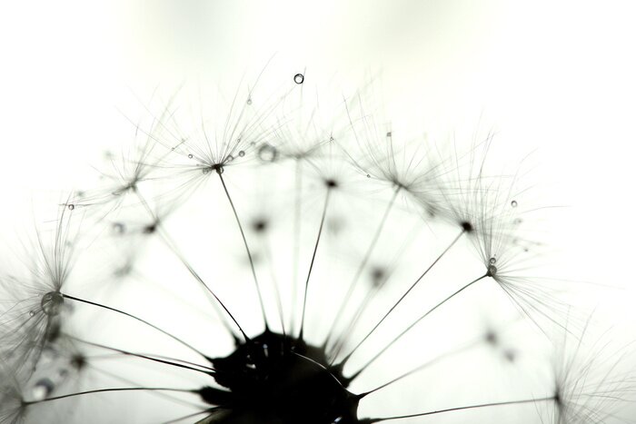 Tableau  Graines de pissenlit monochromes