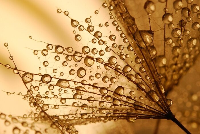 Tableau  Graines de pissenlit oranges