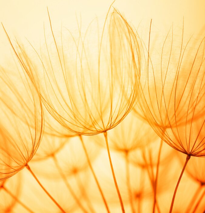 Tableau  Graines de pissenlit vintage