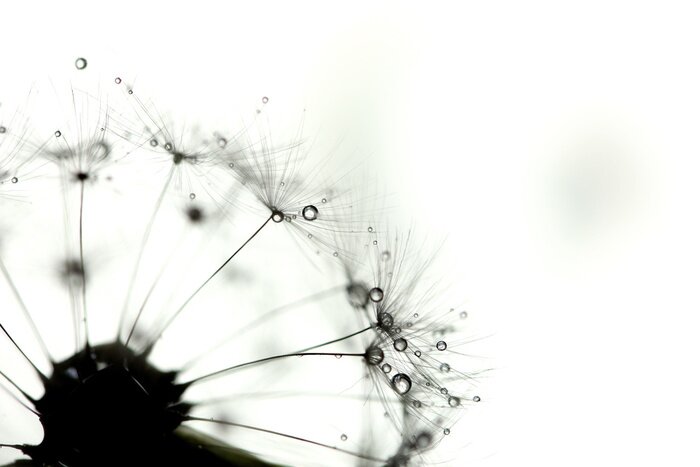 Tableau  Graines et noir et blanc