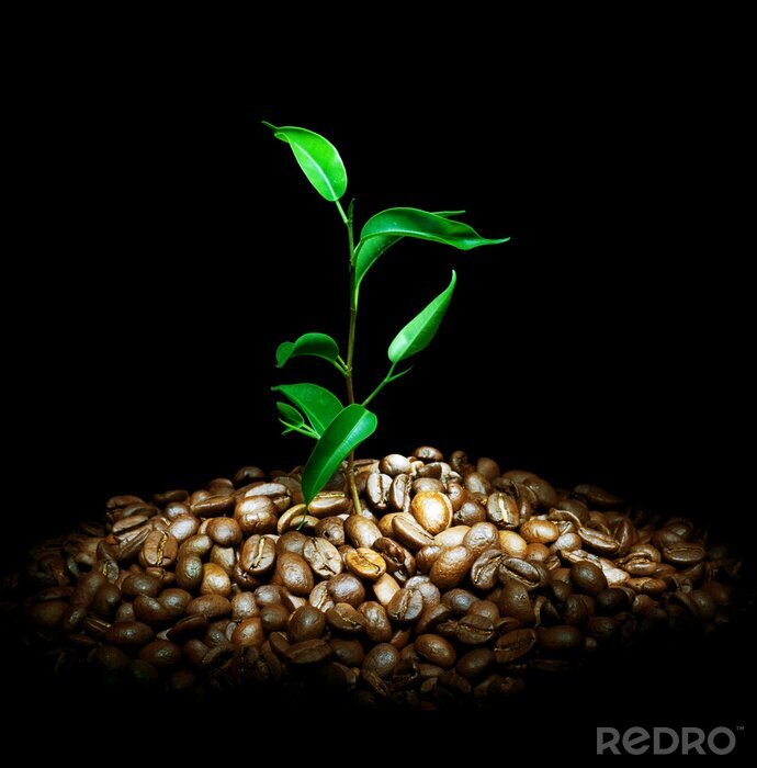 Tableau  Grains de café et plante verte
