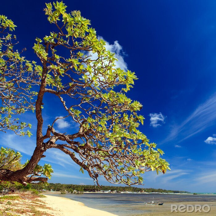 Tableau  Grand arbre au bord de la mer