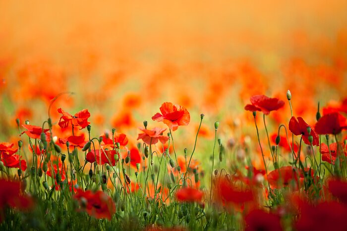 Tableau  Grand champ de coquelicots