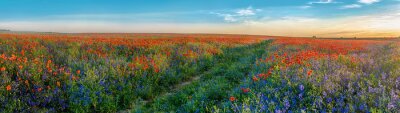 Tableau  Grand panorama de coquelicots et de champs de cloches avec chemin