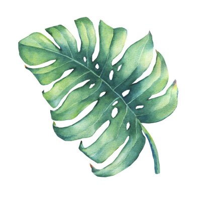 Tableau  Grande feuille verte tropicale de Monstera plante. Peinture d'aquarelle dessinée par la main.