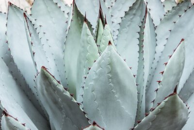 grande plante succulente verte avec épine