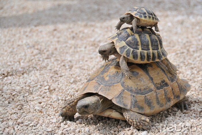 Tableau  Grandes et petites tortues