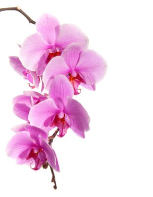 Grandes fleurs d'orchidées