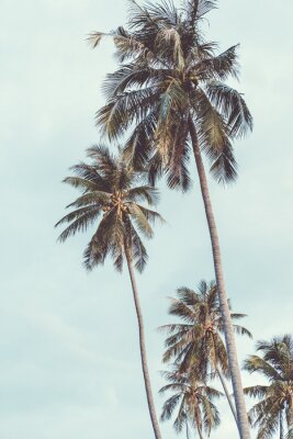 Grands palmiers tropicaux