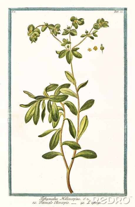 Tableau  Graphique botanique d'Euphorbia sur fond clair