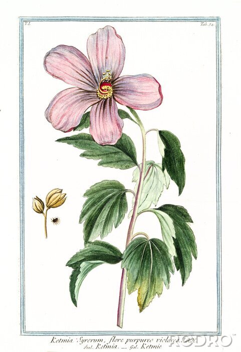 Tableau  Graphique rétro de l'hibiscus syrien