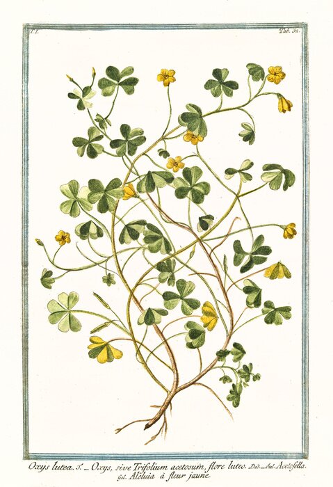 Tableau  Graphisme de fleurs et de plantes avec une légende
