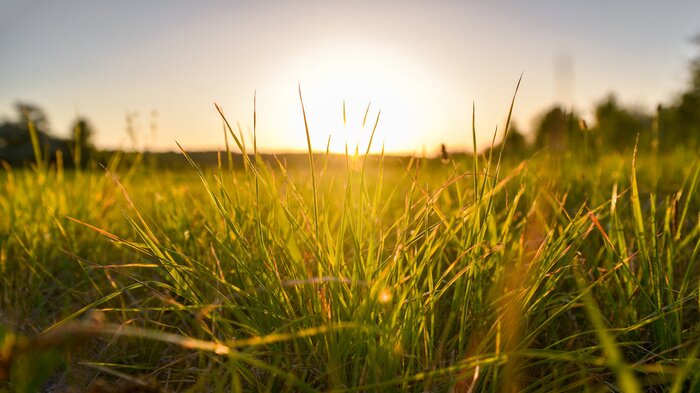 Tableau  grass and sunset
