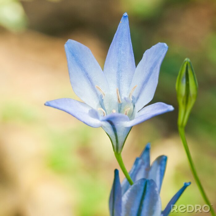 Tableau  Grassnut Et Bud