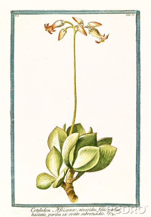 Tableau  Gravure d'une plante exotique dans un cadre vert