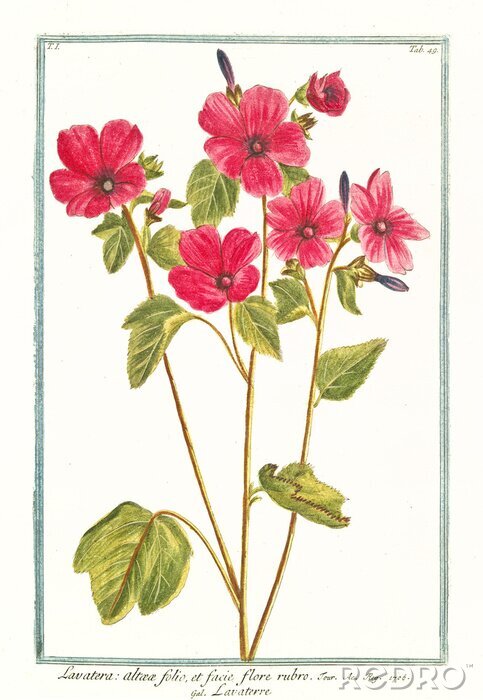 Tableau  Gravure de fleurs de jardin roses