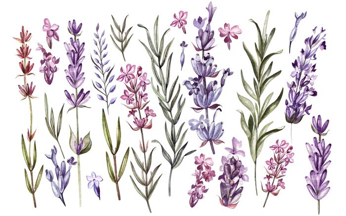 Tableau  Gravure fleurs et feuilles de lavande