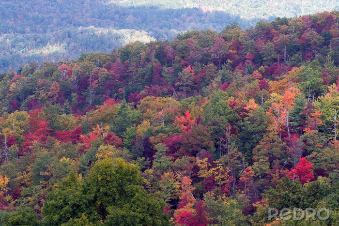 Tableau  Great Smoky Mountains National Park en automne couleur pleine