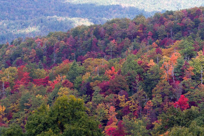 Tableau  Great Smoky Mountains National Park en automne couleur pleine