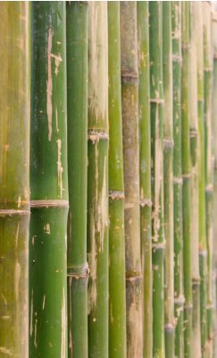 Tableau  green bamboo fence background texture pattern