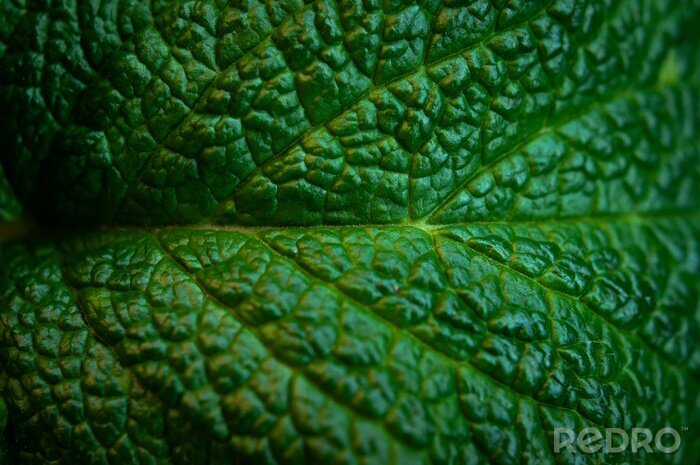 Tableau  Green fresh leaves of mint, lemon balm close-up macro shot. Mint leaf texture. Ecology natural layout. Mint leaves pattern, spearmint herbs, peppermint leaves, nature background