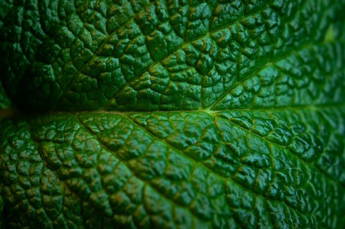 Tableau  Green fresh leaves of mint, lemon balm close-up macro shot. Mint leaf texture. Ecology natural layout. Mint leaves pattern, spearmint herbs, peppermint leaves, nature background