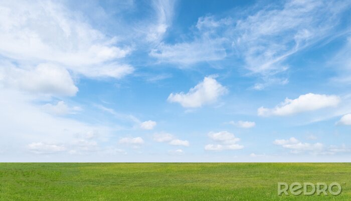 Tableau  Green grass field and blue sky with white clouds. Beautiful landscape background.
