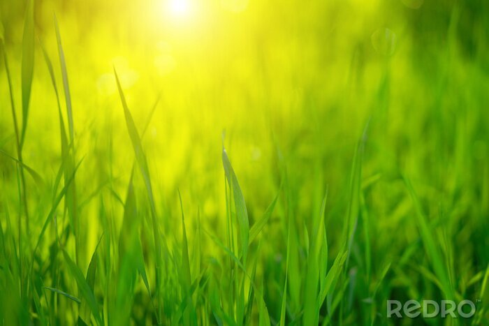 Tableau  Green grass on a Sunny day, soft focus. Abstract natural backgrounds