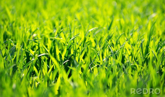 Tableau  Green grass texture from a field